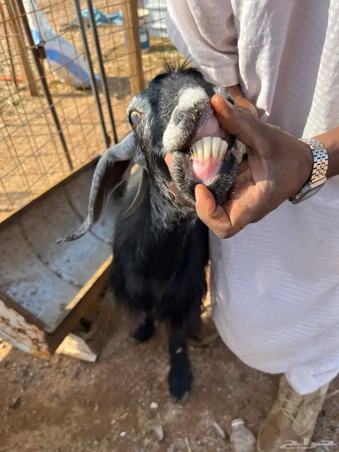 معزا متاومه 3 معها 6 روم وديوس سلم سديس قارح شبب الحناكيه 5