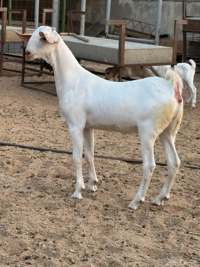 عنز برص فواخر جروم 13