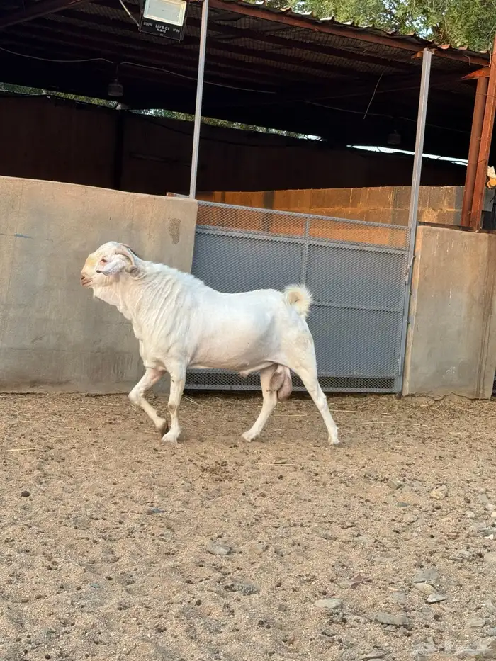 عنز برص فواخر جروم 15