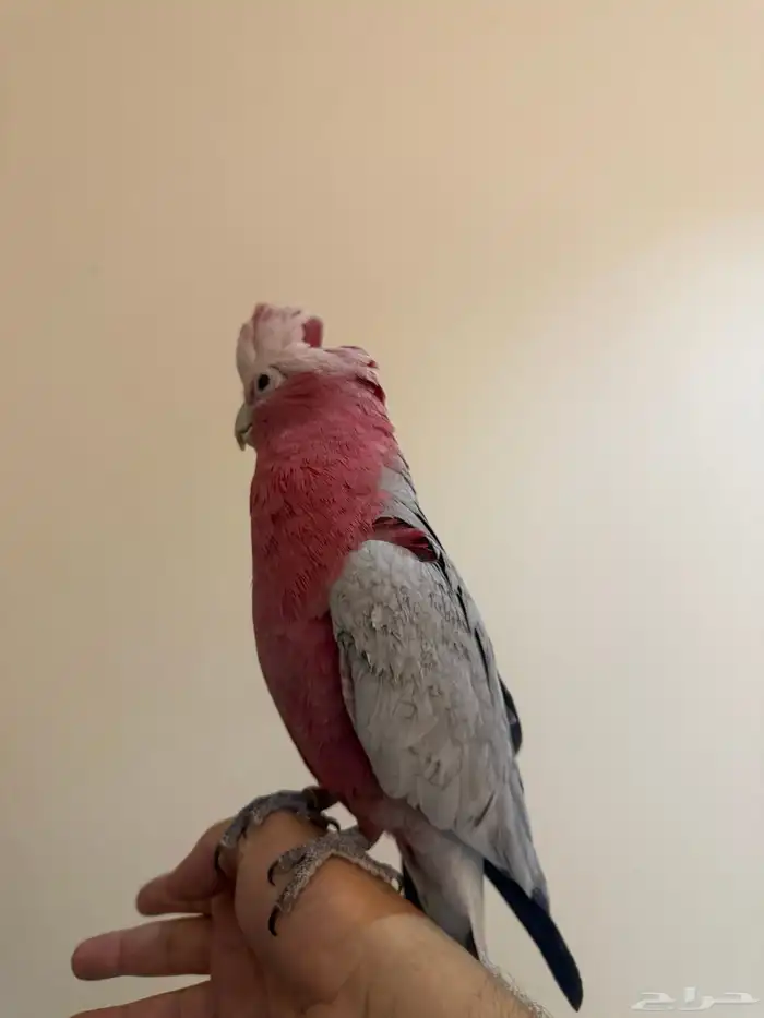 ببغاء كوكاتو قالا 4