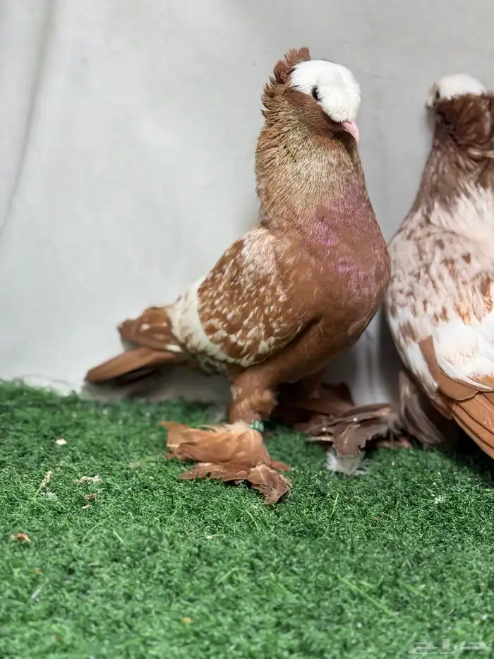 جوز حمام ساكسون 1