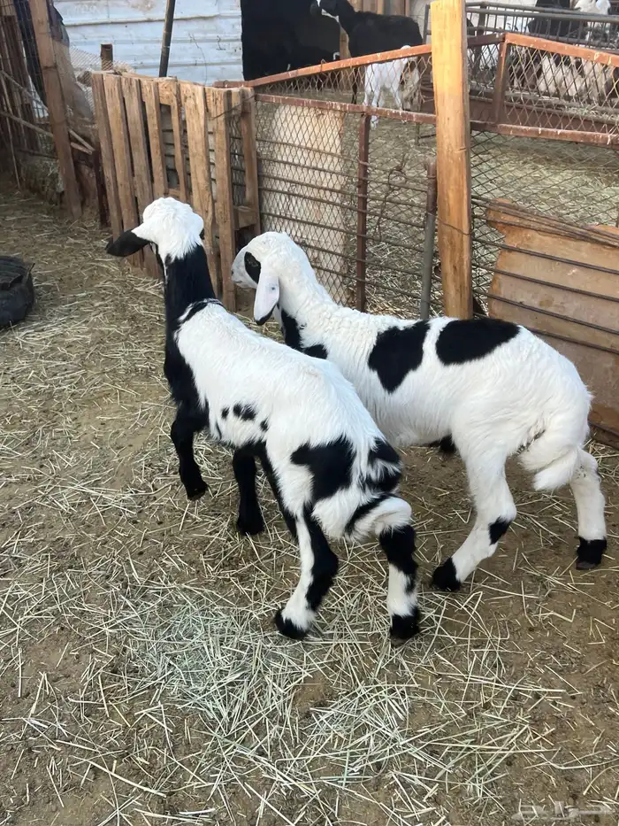 للبيع خروفان 2 تحت امهاتهم 5