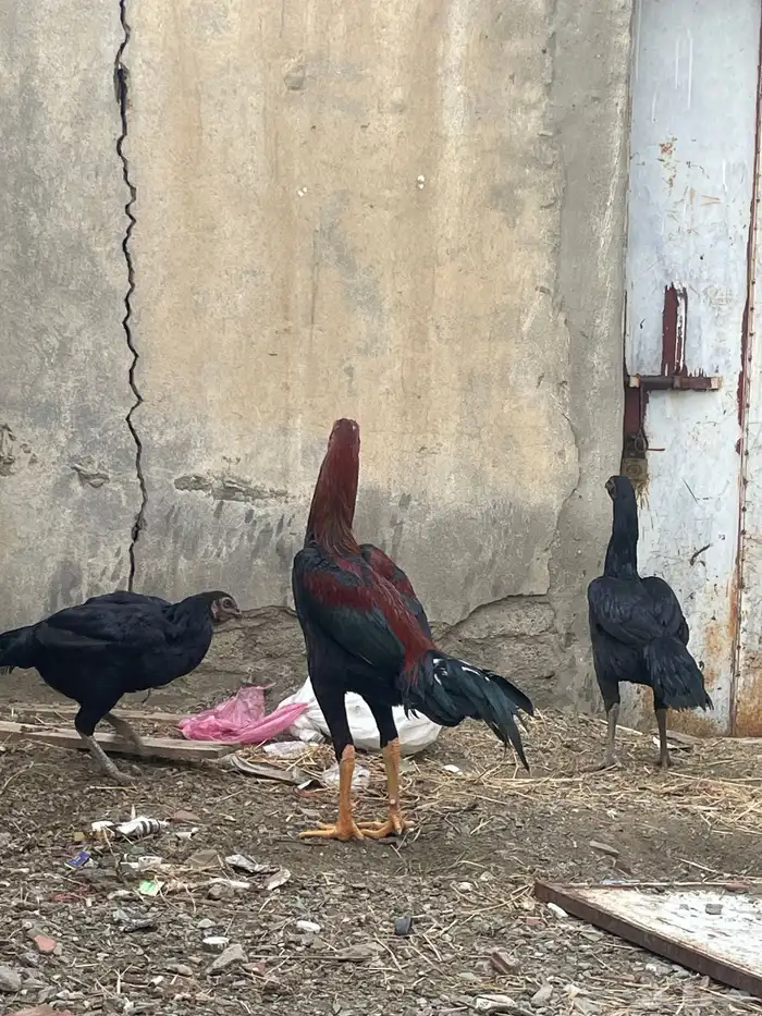 دجاج بكستاني صافي 2