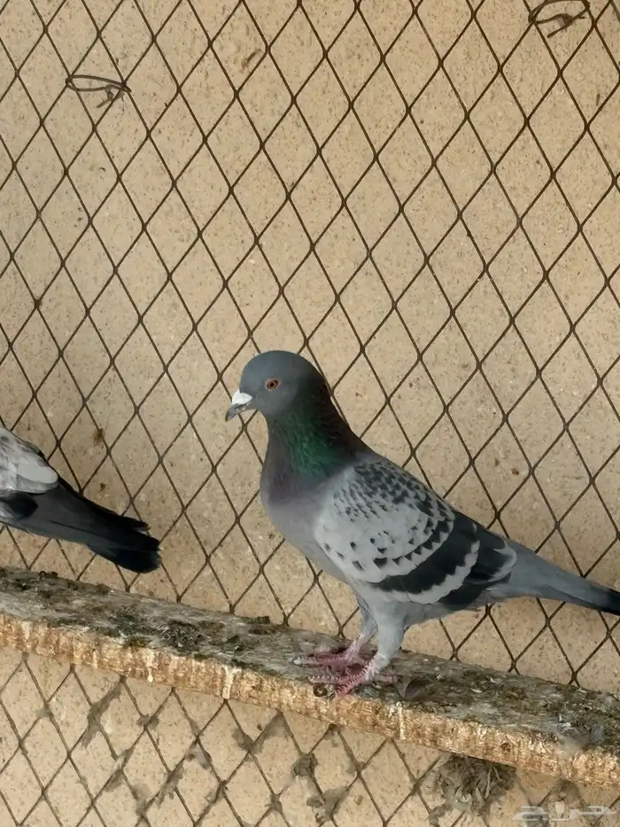 حمام عادي للعس 4