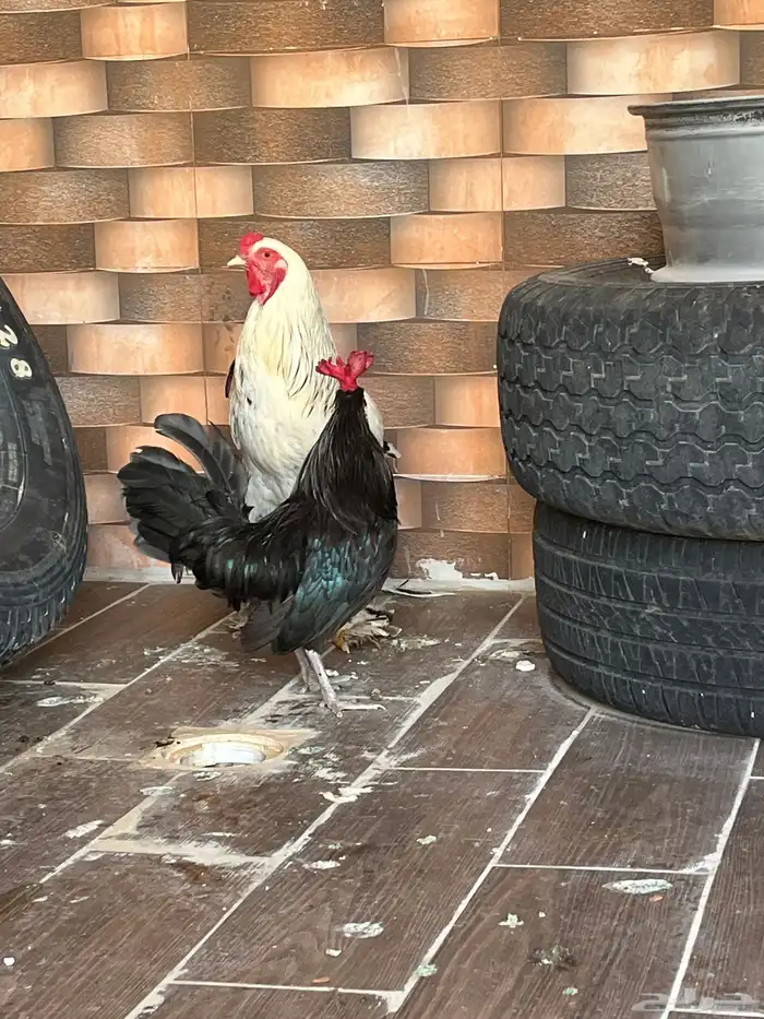 ديكه للبيع 3