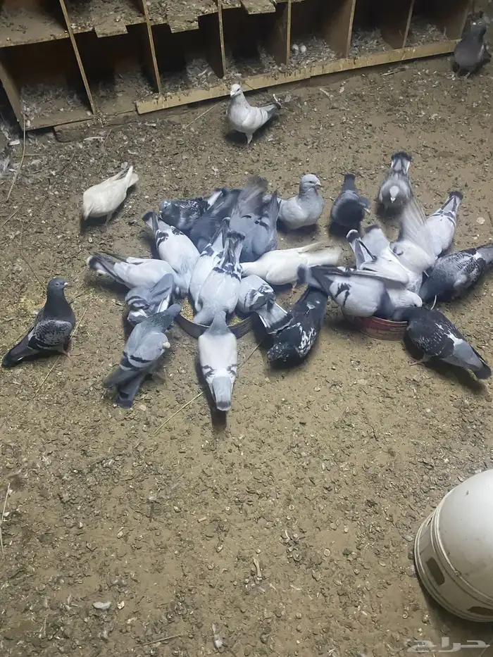 طيور زواجل 0