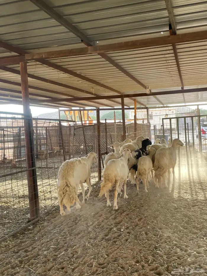 غنم حريات 15 بالفحل 3