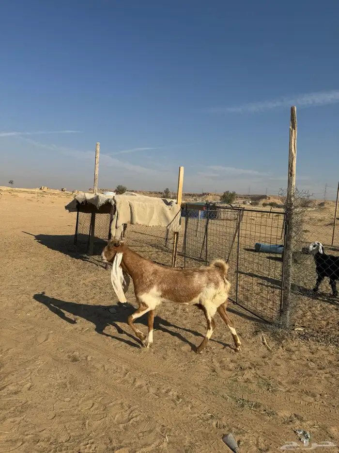 عنز هولنديه طيبه سنها رباع 0