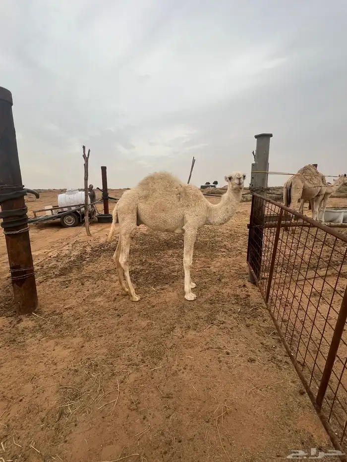 عشرا شقحاء شرط الهدوه والحليب وعشرا صفرا 1