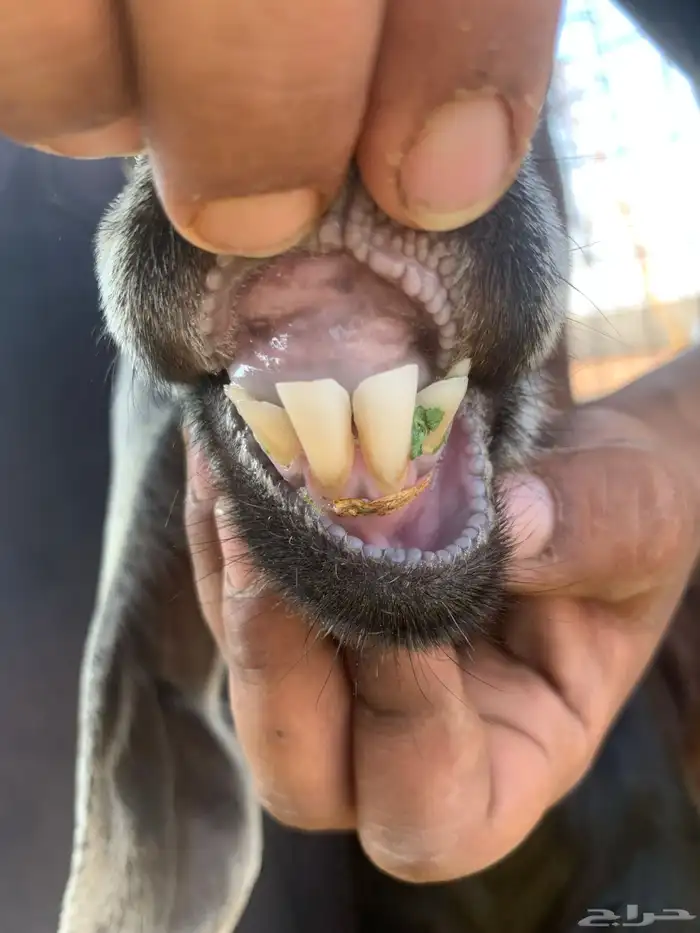 جفرة عارضية ثنية دافع 7