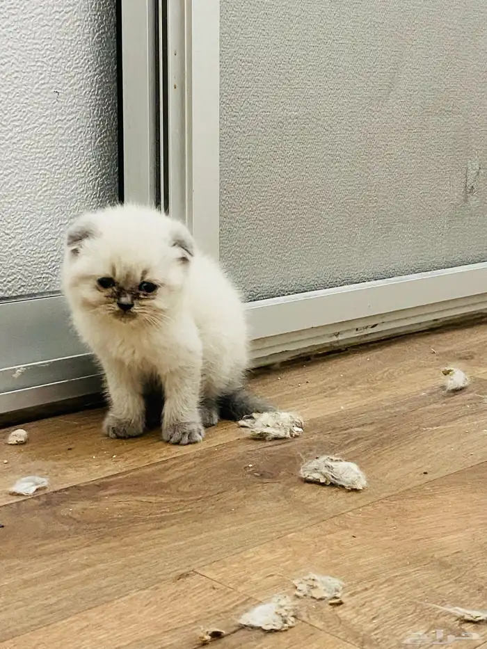 للبيع على السوم العمر 3 أسابيع 4