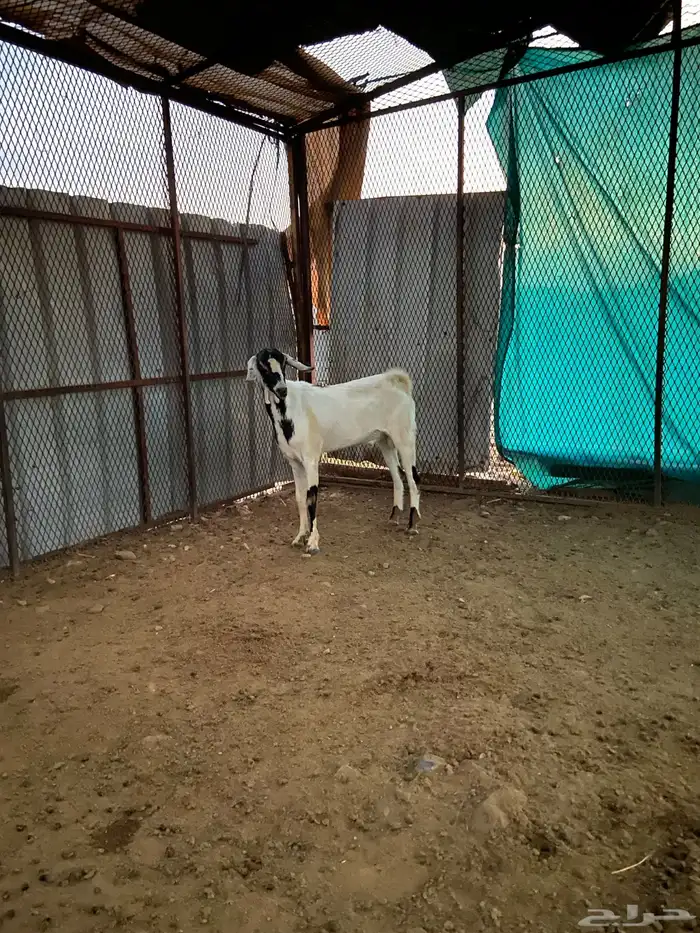 تيس ذبيحه مخصي للبيع الحجره 1