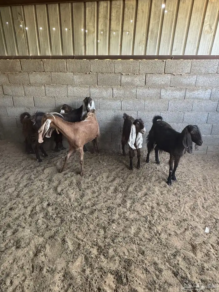 معزا منوه القاني كفوو 9