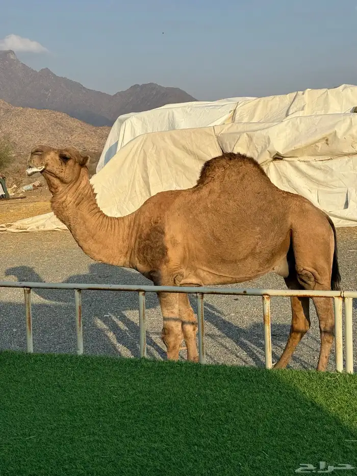 بعير احمر بقمار انتاجه حمر شرط 1