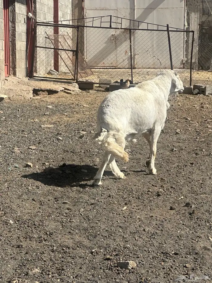 خروف فحل 3