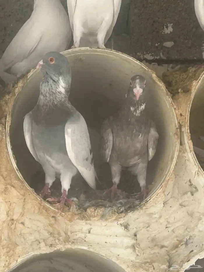 بيع حمام شامي 3