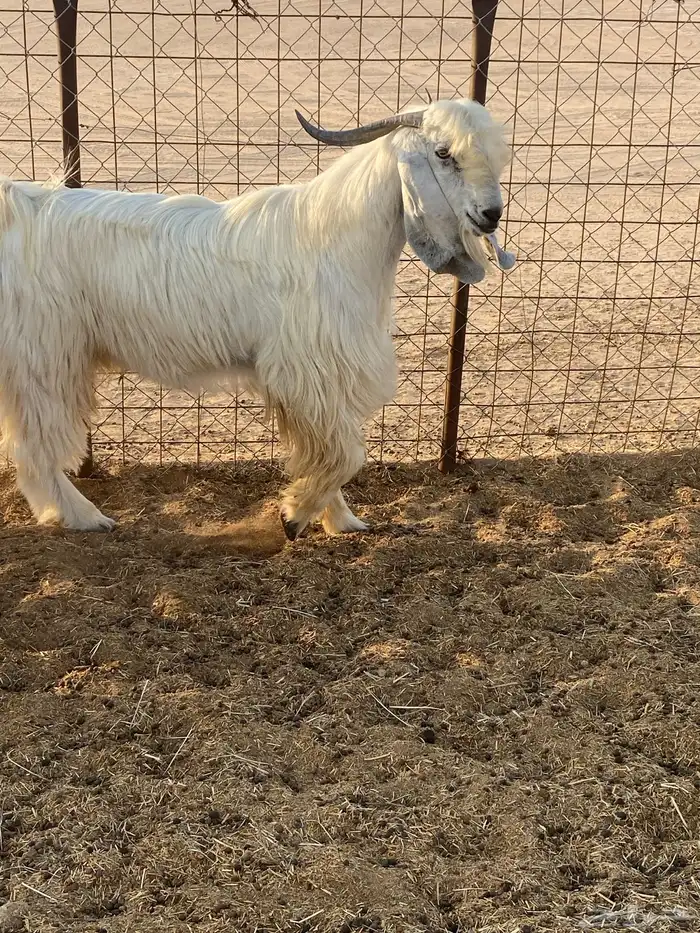 تيس فحل مشروك 0