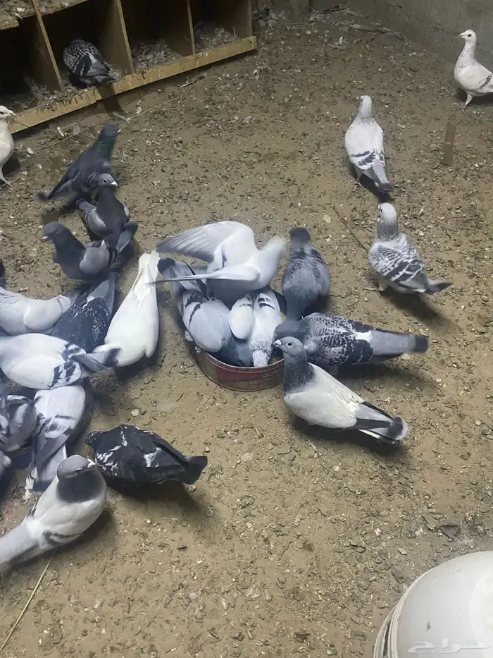 طيور زواجل 1