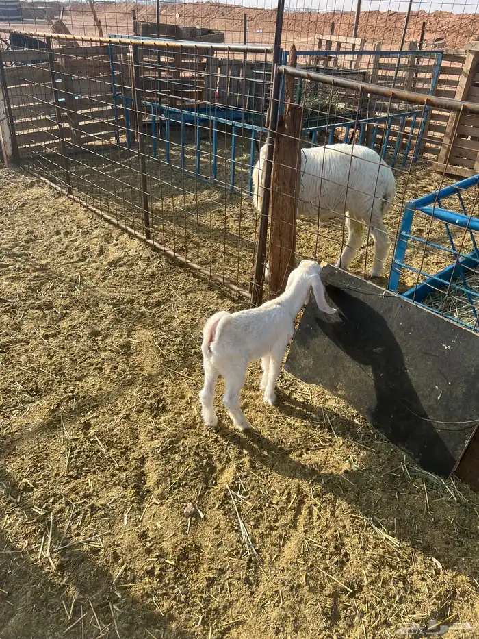 داغور ماعز 1