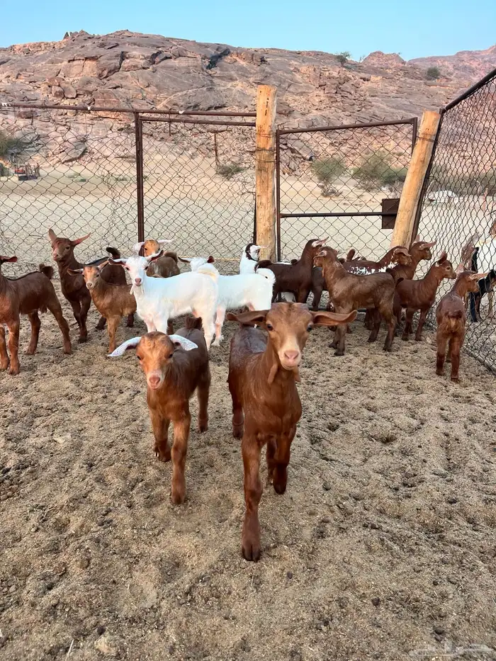 معزا مقاني 6