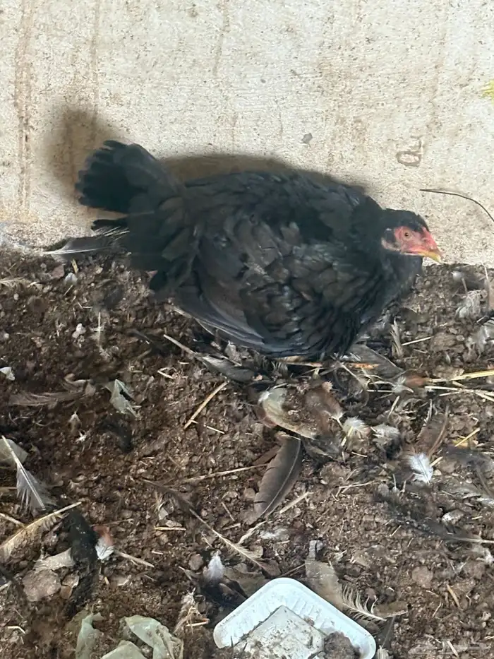 دجاج باكستاني 1