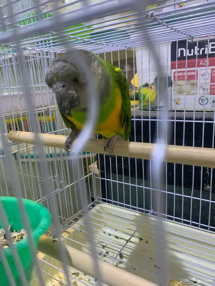 ببغاء سنغالي 1