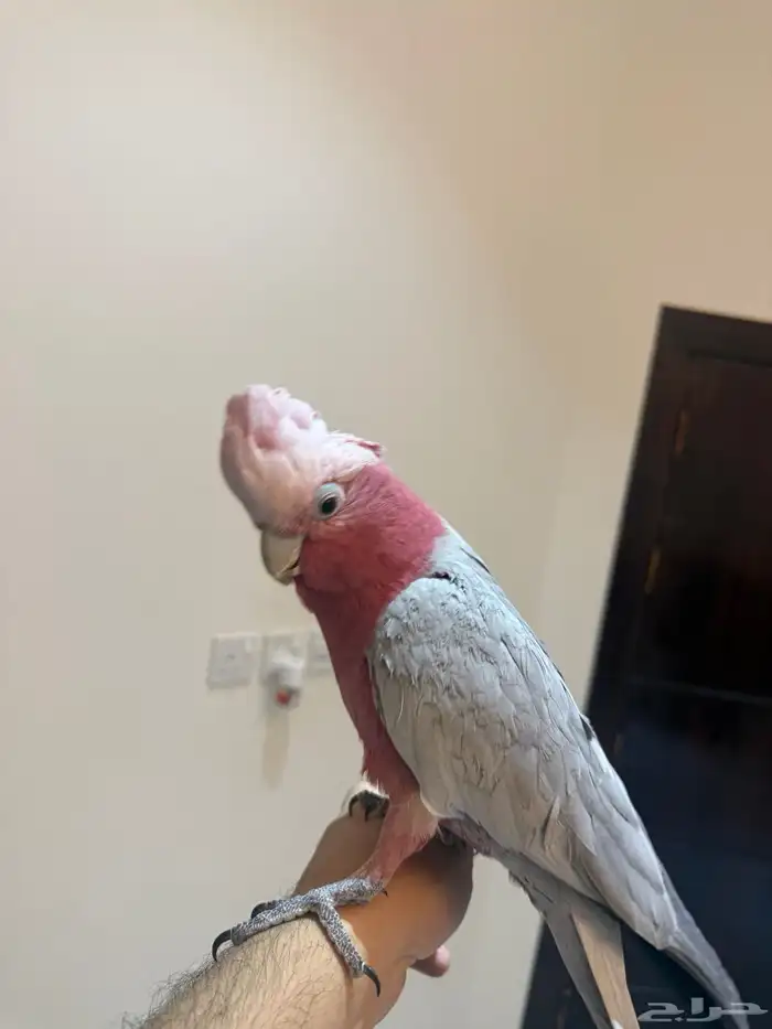 ببغاء كوكاتو قالا 2