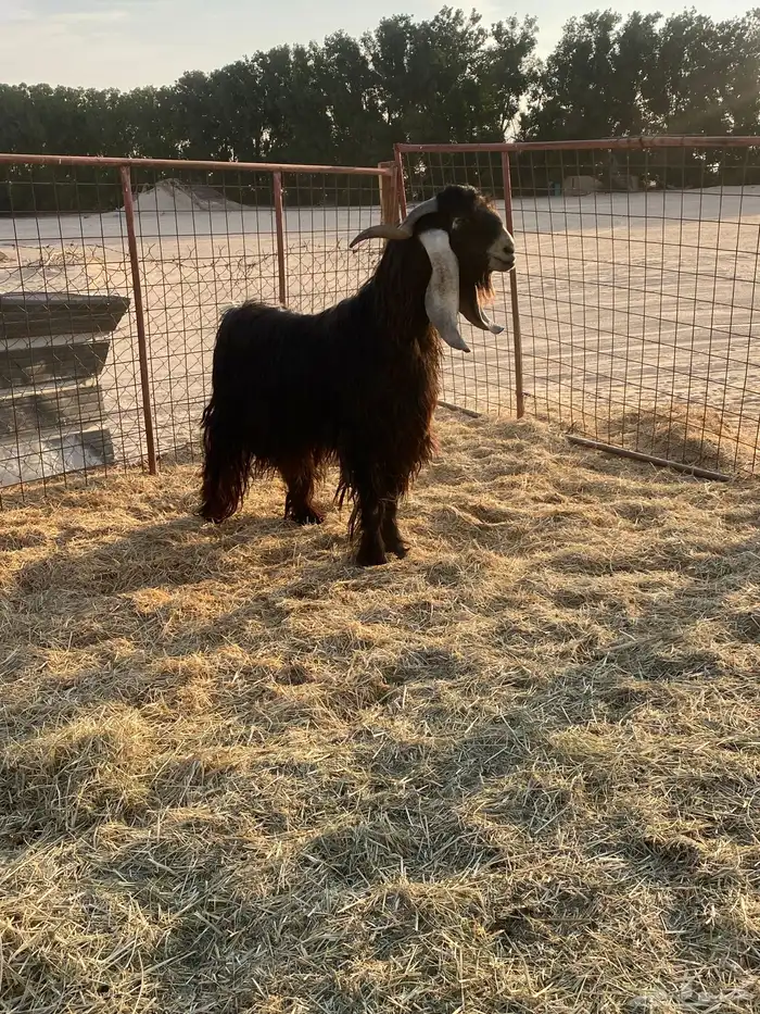 تيس فحل حار في القريع 1