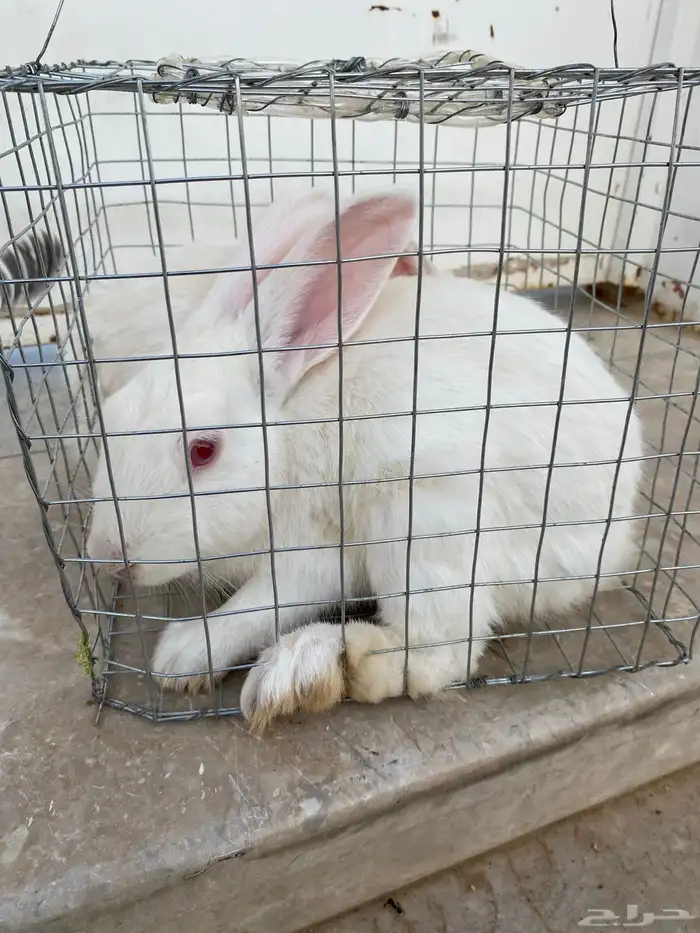 أرانب للبيع ذكر وأنثى 3