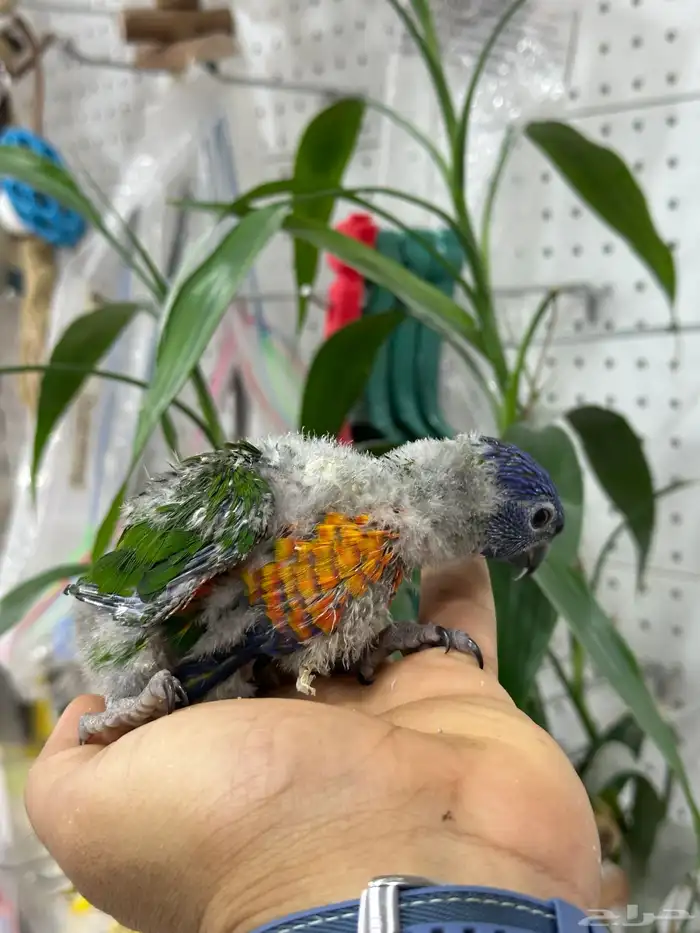 فروخ لوري فروخ كنيور 2