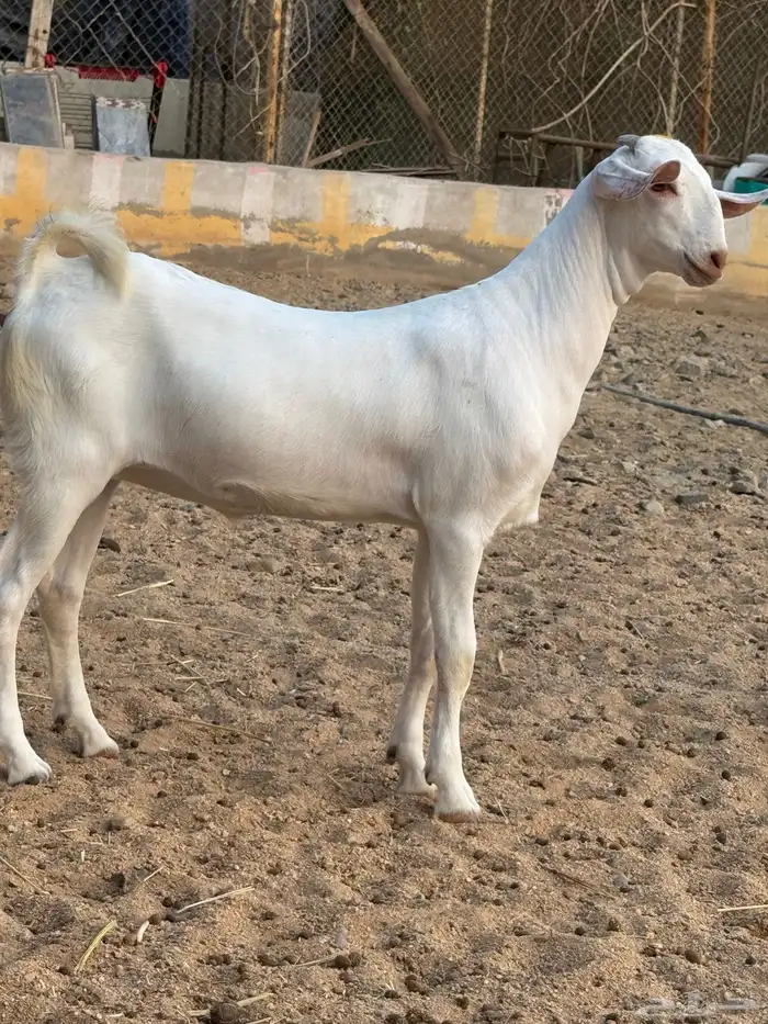 عنز برص فواخر جروم 12