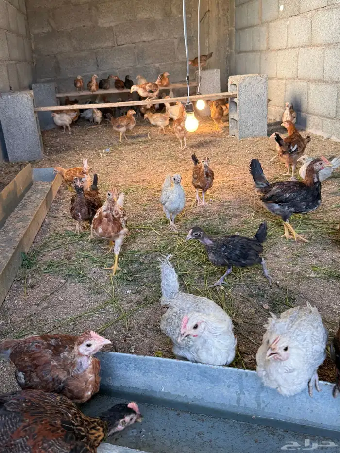 صوص دجاج بلدي وفيومي 2