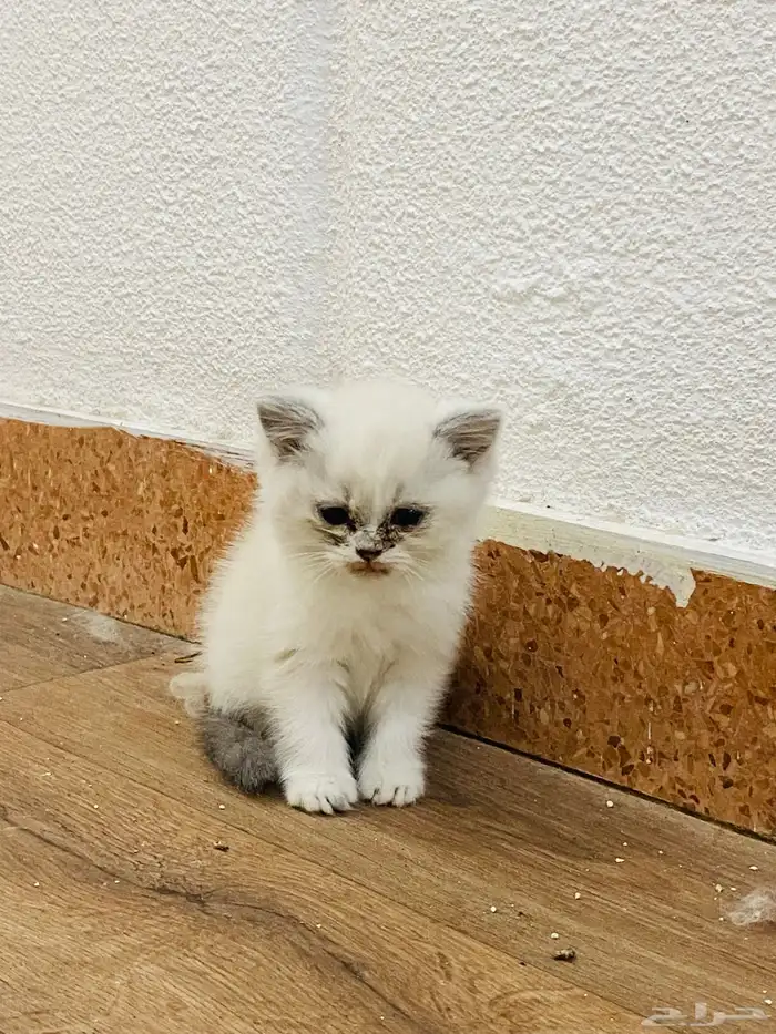 للبيع على السوم العمر 3 أسابيع 6