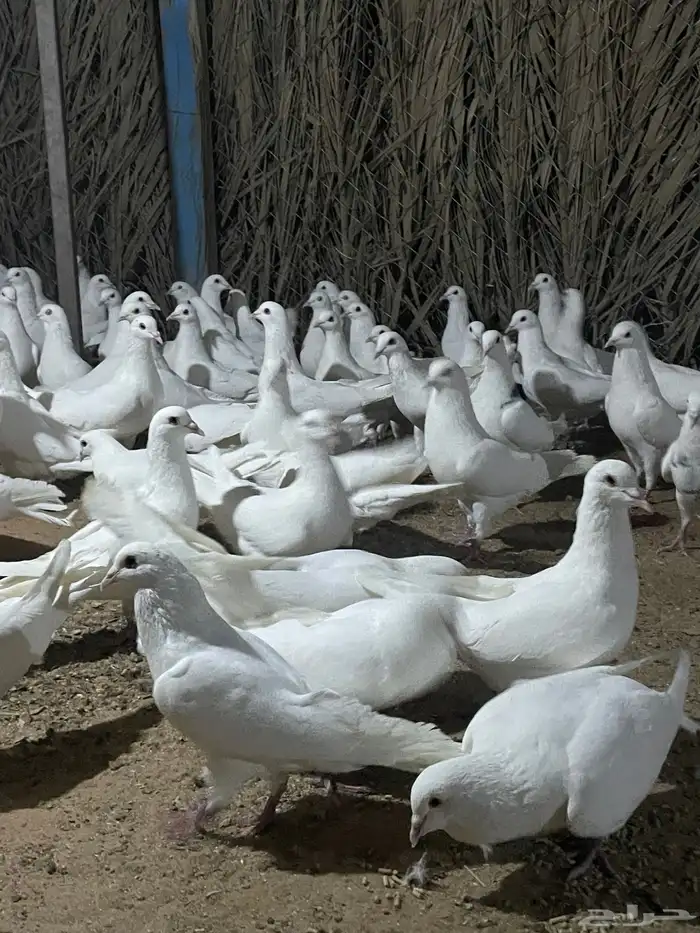 ذكور حمام فرنسي 9