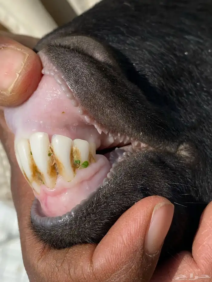 يامدورين الحليب معزا عارضيات حليب وافر شرط 43