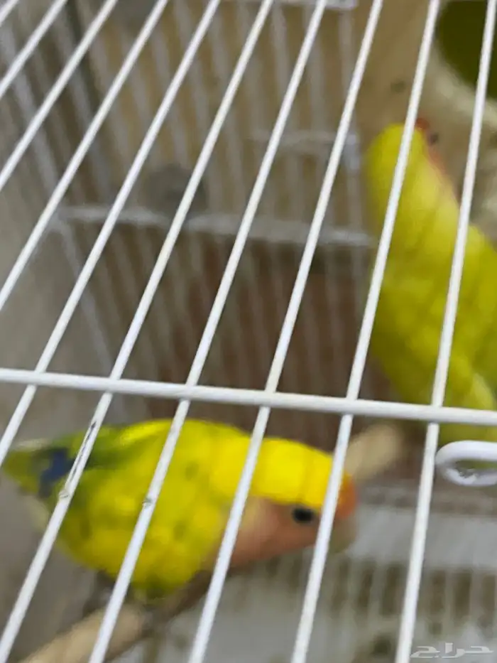 جوز روز منتج لون مميز 3