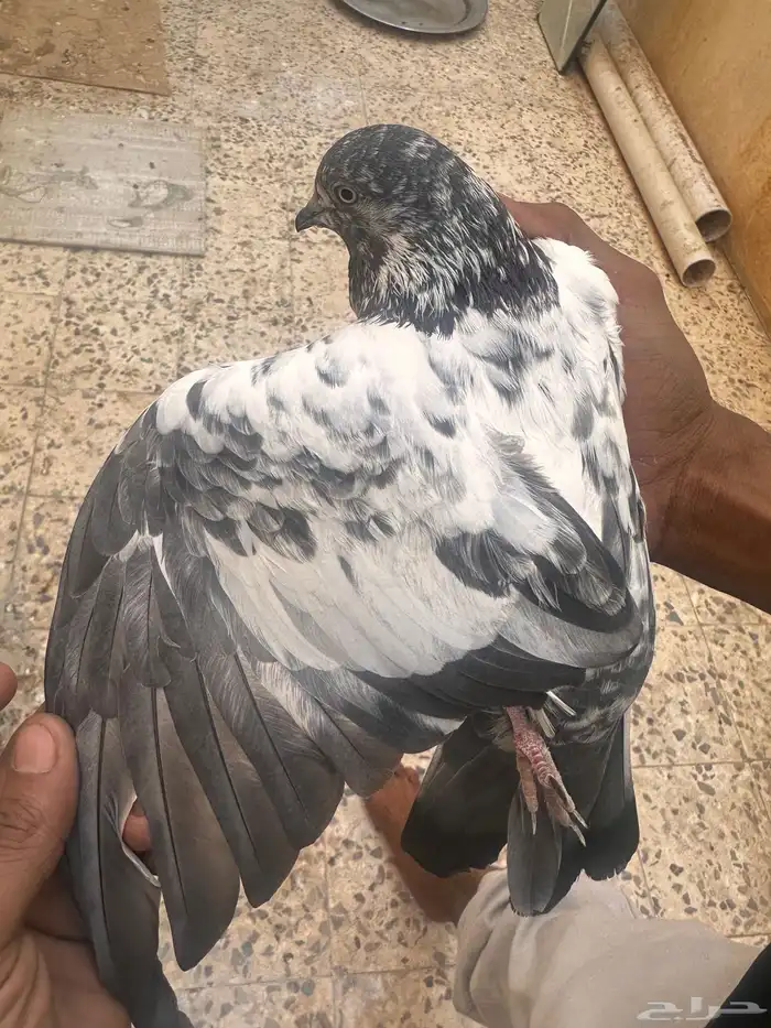 حمام بكستاني وكنق وزاجل للبيع 2