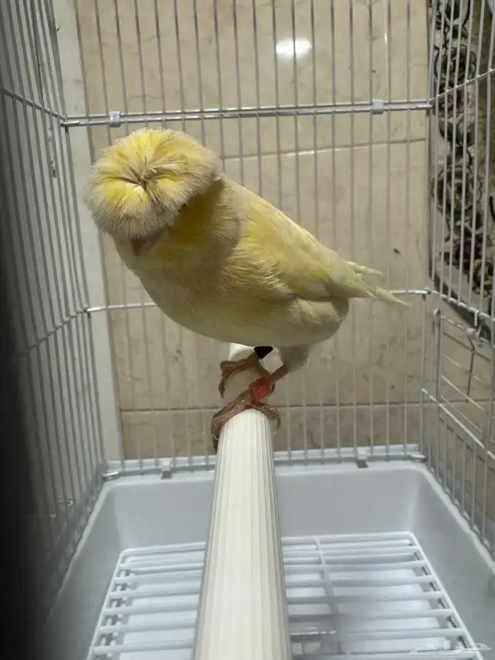 انثى كناري كرست جلوستر اصفر 0