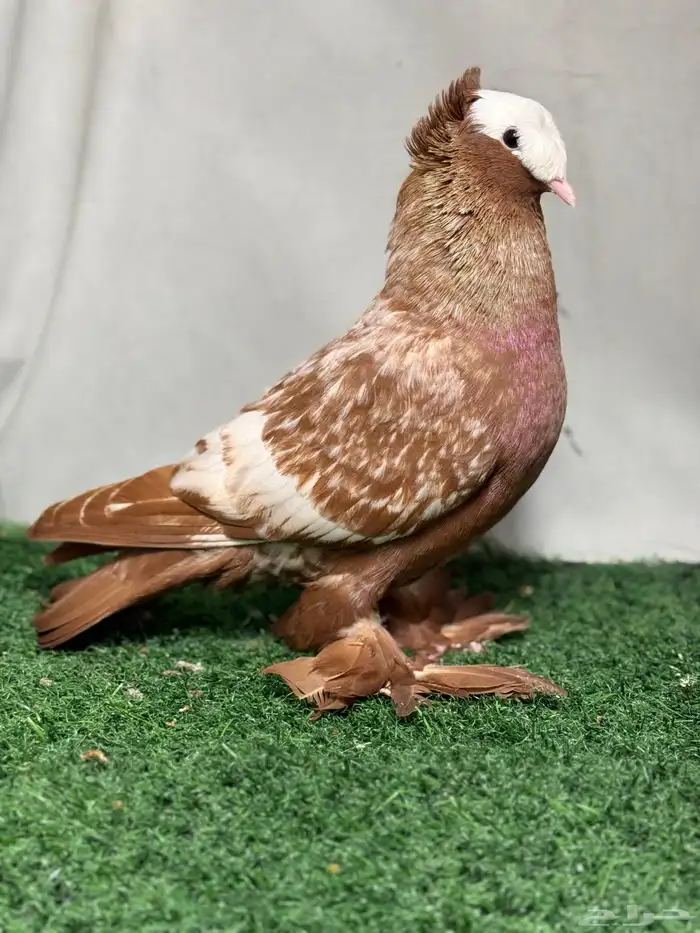 جوز حمام ساكسون 2