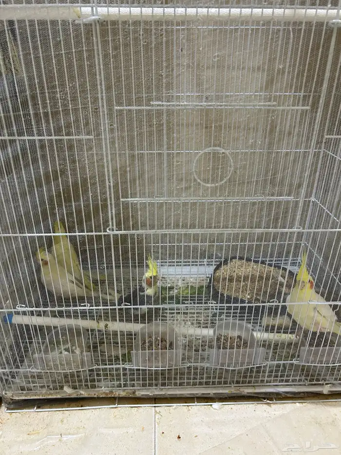 محمية طيور للبيع حمام كروان منتج 17