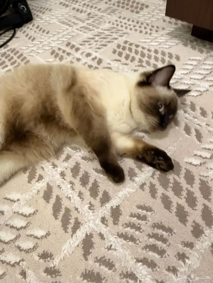 قط لتبني   نوع سيامي هملاي 1