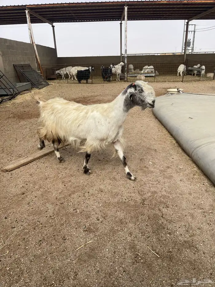 عنز سوريه بيضاء 1