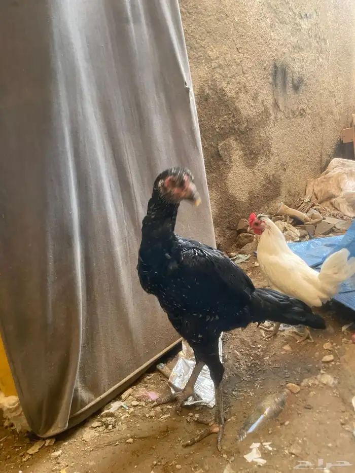 دجاج باكستاني 4