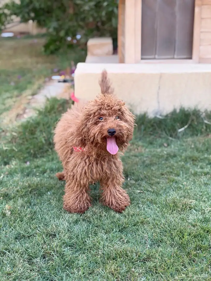 انثى توي بودل 5