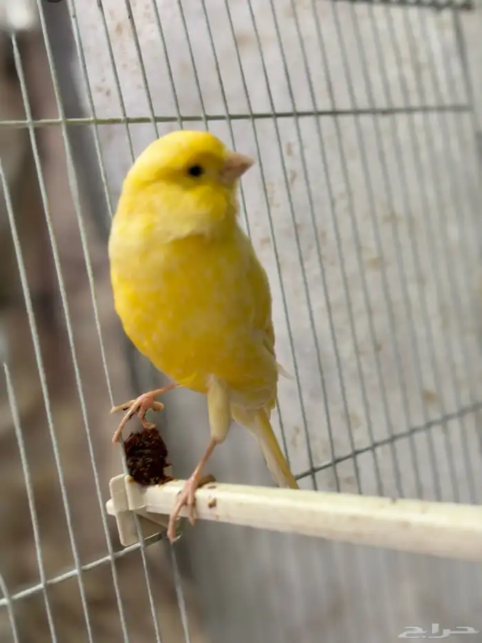 كناري جامبو 9