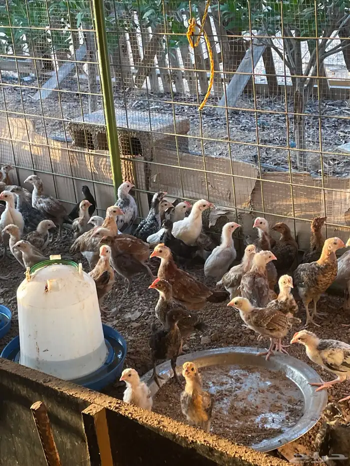 دجاج فروج بلدي رابغ 2