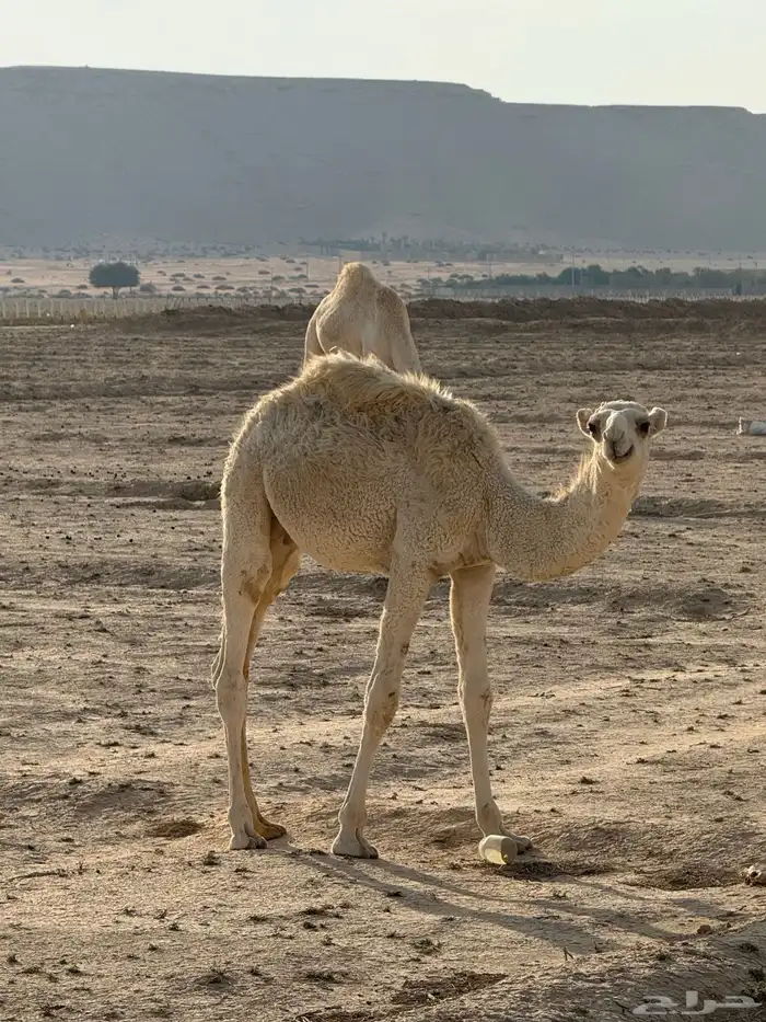 قعود تربيه 1