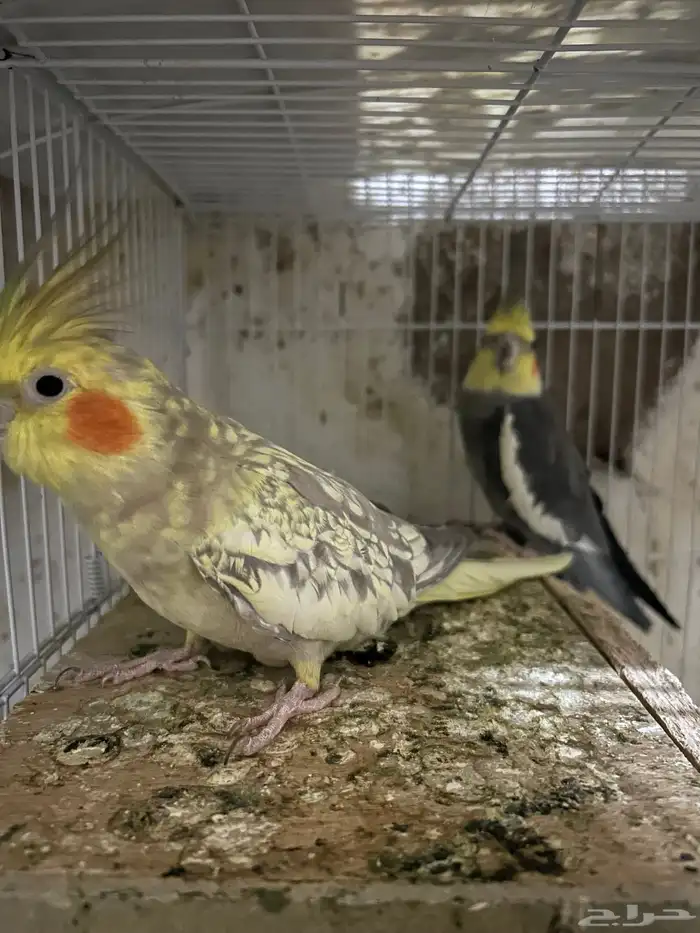 سلام عليكم جوز كروان منتاج 0