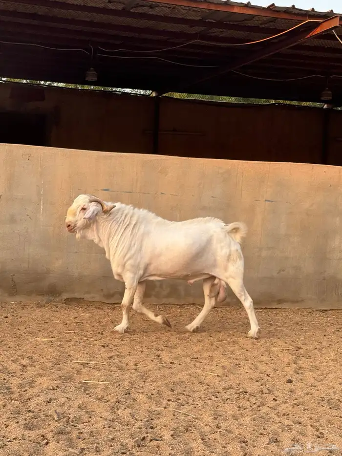 عنز برص فواخر جروم 14