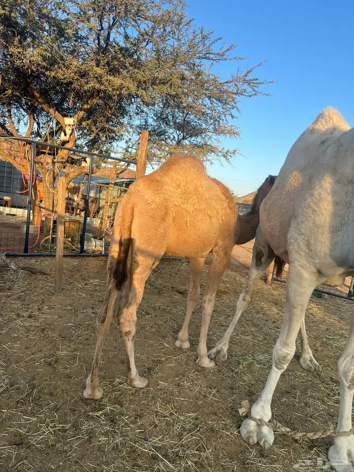 بكره للبيع 0